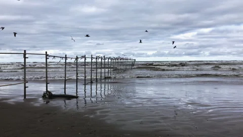 Seagulls soar over choppy waves near a metallic barrier on a cloudy day Stock Footage 336247007