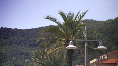 Seagulls soar over palm trees and hillside rooftops in bright coastal weather 動画素材 347478534