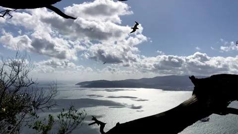 Seagulls soar over the Strait of Gibraltar with dramatic clouds above Stock Footage 336616753