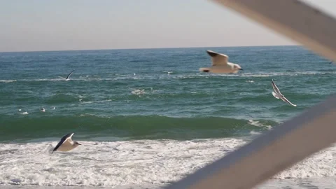Seagulls soar in the sky against the background of the sea. slow motion 180 f Stock Footage 147547068