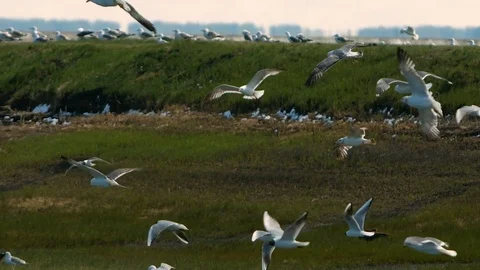 Seagulls soar in slowmotion Stock Footage 77827766