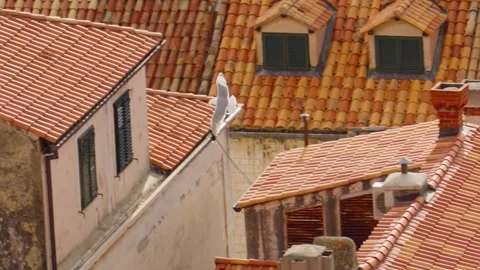 Seagulls soaring above historic rooftops in Dubrovnik during a sunny afternoon Stock Footage 313731430