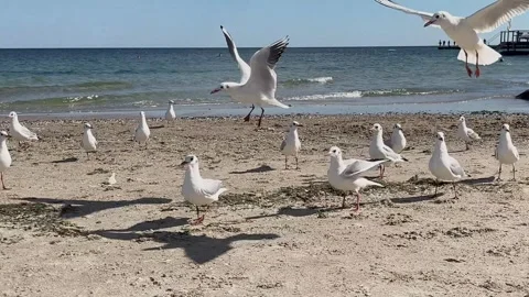 Seagulls soaring above sandy beach by the sea Stock Footage 329319838