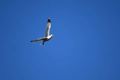 Seagulls soaring in the blue Foto stock