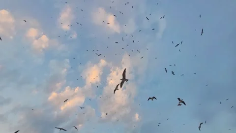 Seagulls soaring directly above in the sunset cloudy sky Stock Footage 273948215