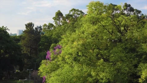Seagulls Soaring Over Ancient Forest Canopy Stock Footage 325329566