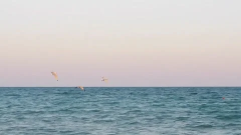 Seagulls Soaring Over Ocean at Sunset Stock Footage 288706206