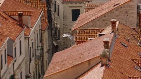 Seagulls soaring over the rooftops of Dubrovnik in slow motion Stock Footage 296014024