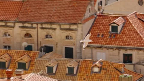 Seagulls soaring over the rooftops of historic Dubrovnik in bright sunlight Stock Footage 313731338