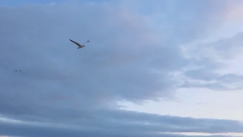 Seagulls soaring over the sea. A large seagull flies overhead. Stock Footage 123465718