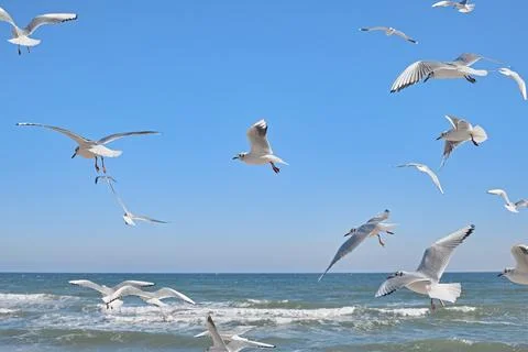 Seagulls soaring over the sea, waves crashing on the shore, blue sky, clear.. Stock Photos