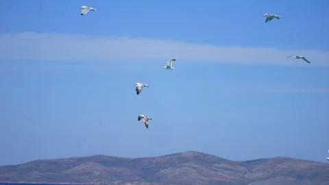 Seagulls soaring over the turquoise waters of the Aegean Sea near Kos, Gree.. 스톡 동영상 292070573