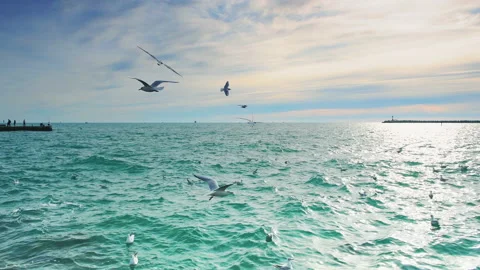 Seagulls soaring over the water on the sea coast. Video stock 151136871