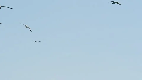 Seagulls soaring in the sky with a flock of birds over a harbor. nature,travel, Stock Footage 341977991