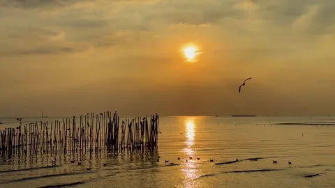 Seagulls Soaring at Sunset Over Tranquil Sea 스톡 동영상 305720653