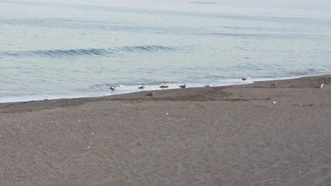 Seagulls in a Spanish beach Stock Footage 114075645