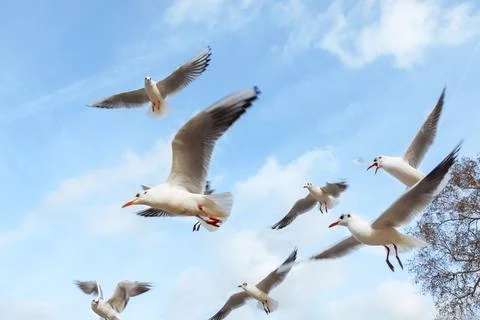 Seagulls with spread wings Stock Photos