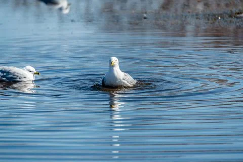 Seagulls in the springtime nice sunny day Stock Photos