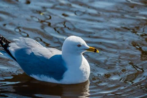 Seagulls in the springtime nice sunny day Stock Photos