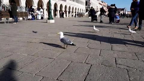 Seagulls on St. Mark's Square. Stock Footage 267885134