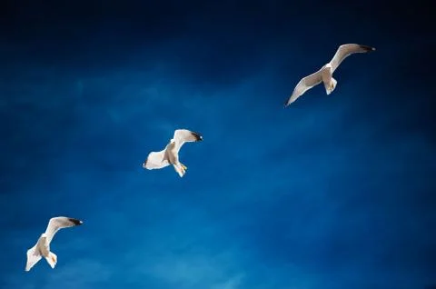 Seagulls stall sequence Stock Photos