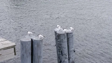 Seagulls stand against the background of the river. 4k Stock Footage 155014508