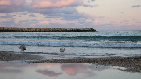 Seagulls standing on the beach during sunset time Stock Footage 141867129