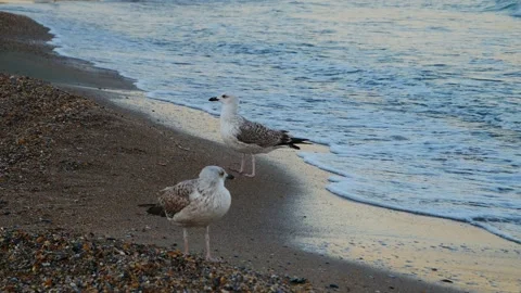 Seagulls standing on the beach 動画素材 141812149