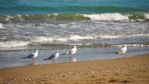 Seagulls standing on the beach in front of the waves Stock Footage
