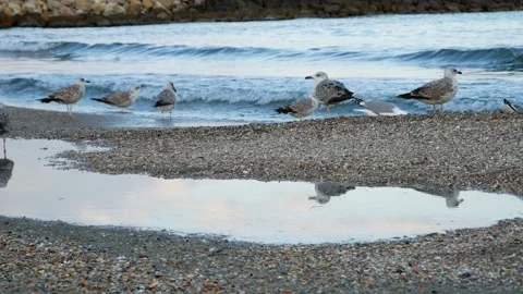 Seagulls standing on the beach Water reflection Stock Footage 141867182