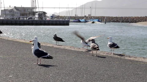 Seagulls Standing on Dock Overlooking SF Bay Stock Footage 62895826