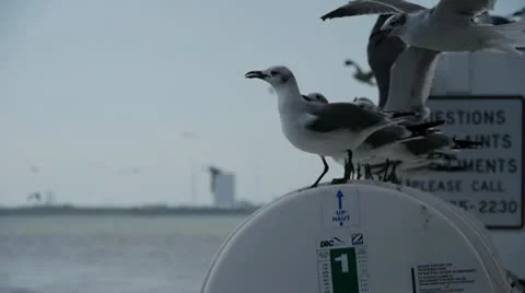 Seagulls standing at end of car ferry Stock Footage 10755327