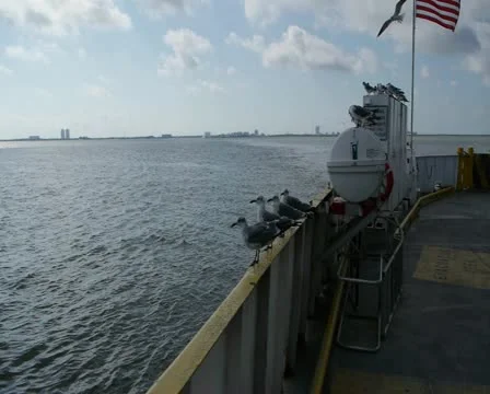 Seagulls standing at end of car ferry Stock Footage 10755472