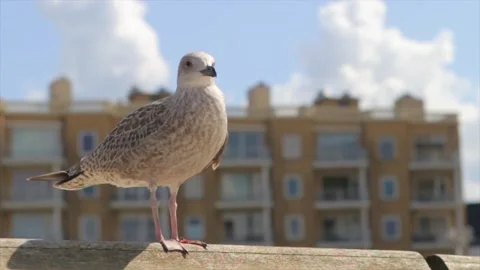 Seagulls standing on the fence against the background of the building Stock Footage 213915636