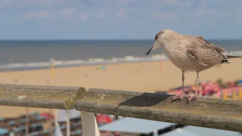 Seagulls standing on the fence with the beach background Stock Footage 213915637