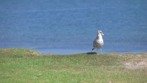 Seagulls standing on the grass, with a blurred background of people enjoyin.. Stockbeeldmateriaal 281276652