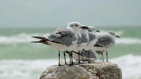 Seagulls standing on a jetty facing the wind with beach waves crashing behind Stock Footage 138963375