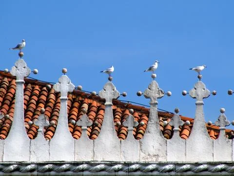 Seagulls standing Stock Photos