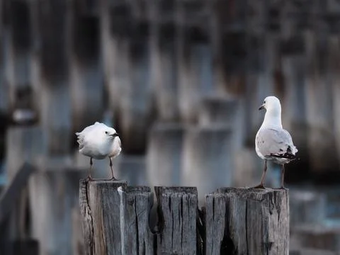 Seagulls Standing on Pier Stock-Fotos