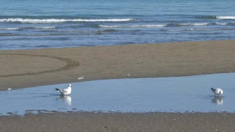 Seagulls standing in puddle on sandy beach by sea Stock Footage 317966767