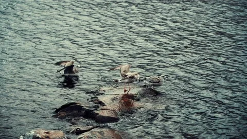 Seagulls standing on a rock. 库存影片 219049075