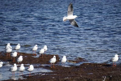Seagulls Standing on Rocks Stock-Fotos