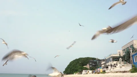 Seagulls standing on a sandy beach Vídeo Stock 335550905