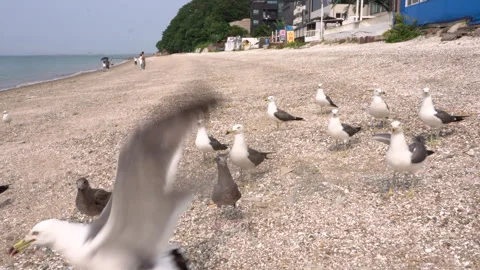 Seagulls standing on a sandy beach Stock Footage 335550910
