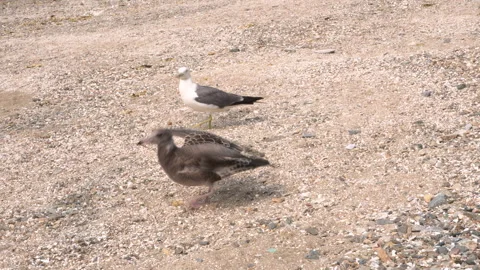 Seagulls standing on a sandy beach Stock Footage 335550915