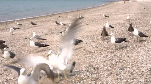 Seagulls standing on a sandy beach Stock Footage 335550917