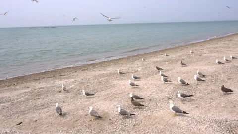 Seagulls standing on a sandy beach Vídeo Stock 335550936