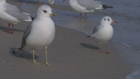 Seagulls standing on sandy beach near sea waves video Stock Footage 199268247