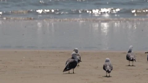Seagulls Standing On Sandy Beach With Sparkling Ocean Waves Stock Footage 321749701
