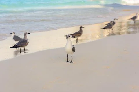 Seagulls standing on sandy beach at waters edge Stock Photos